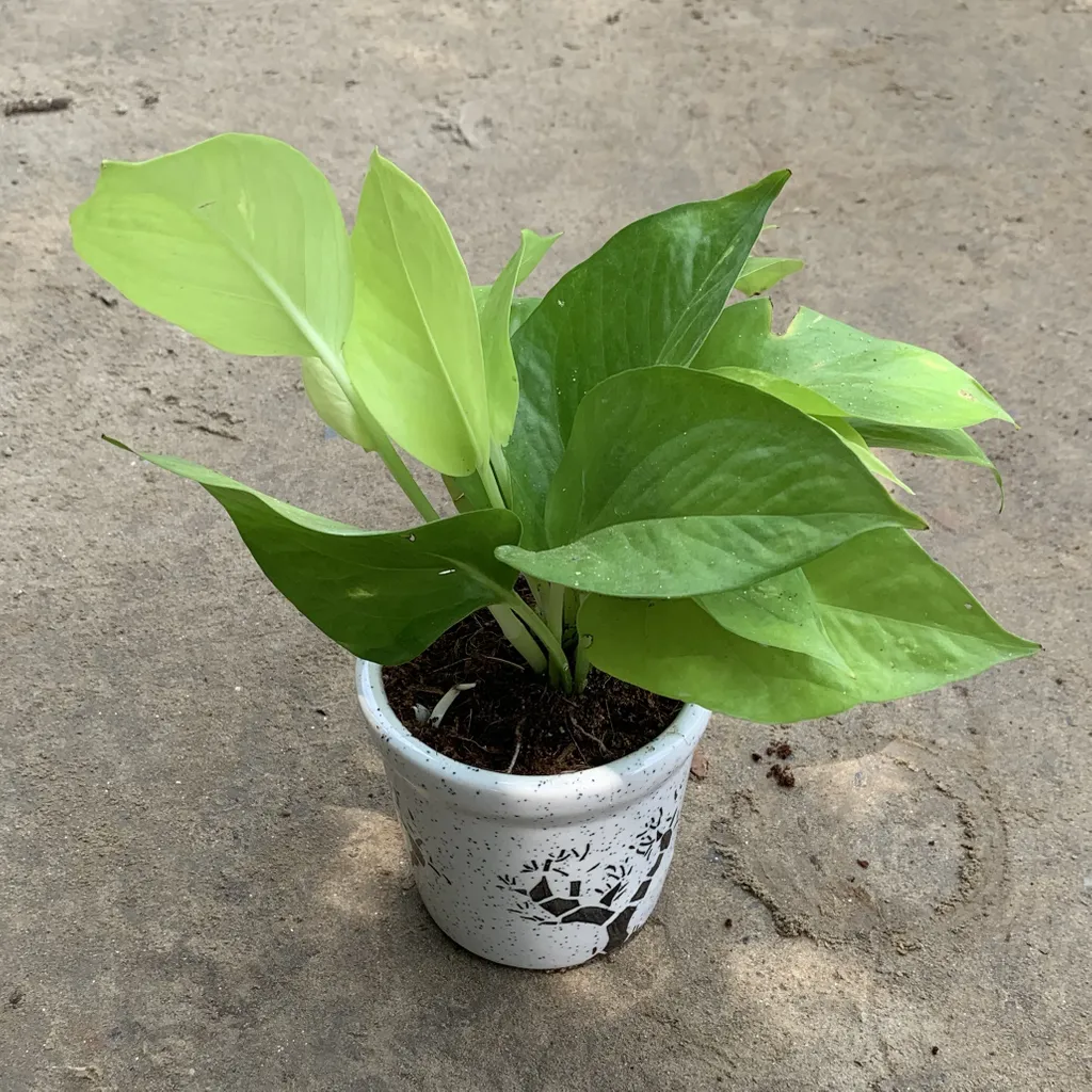 Golden Money Plant in 4 Inch Tree Print White Glass Ceramic Pot