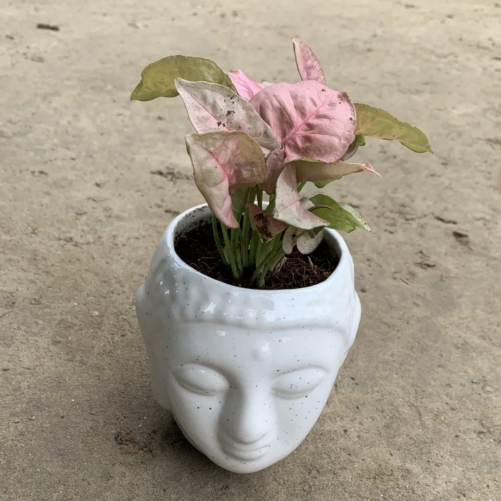 Pink Syngonium in 4 Inch Ceramic Buddha Planter