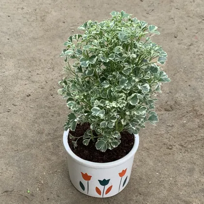 Buy Variegated White Aralia in 5 Inch Glass Shape Ceramic pot (Any Colour) Online | Urvann.com