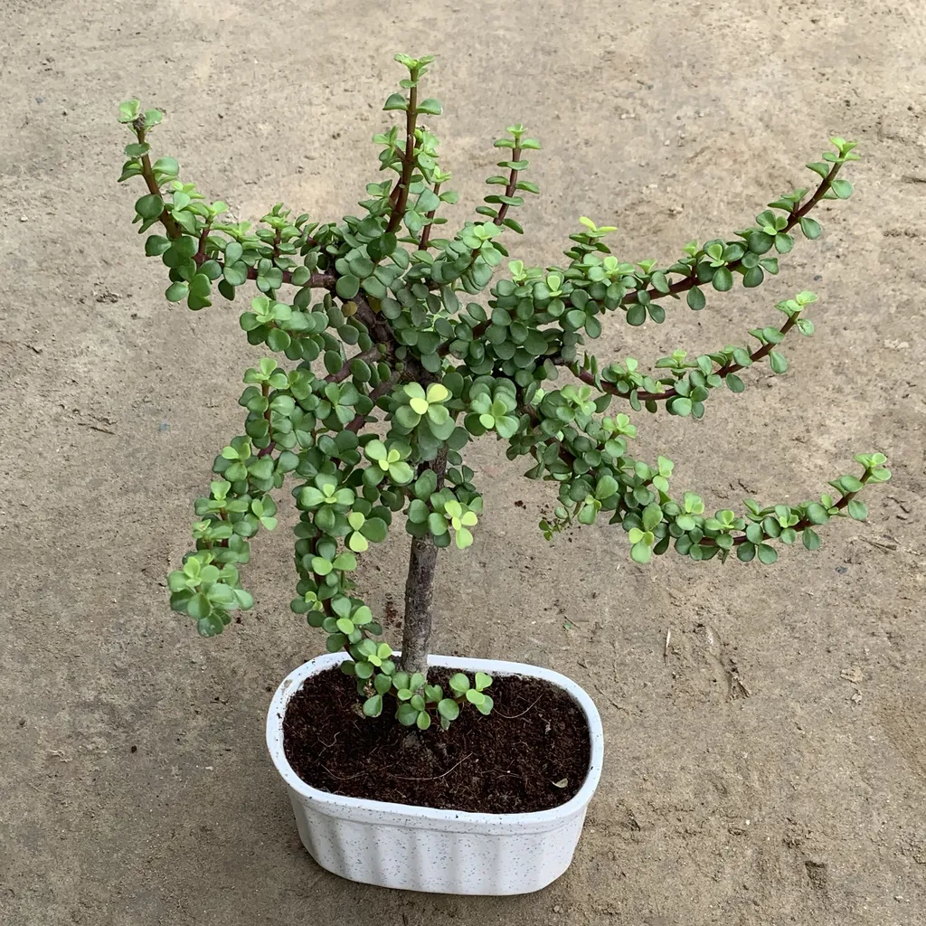 Jade Bonsai in 3x6x4 Inch White Ceramic Planter