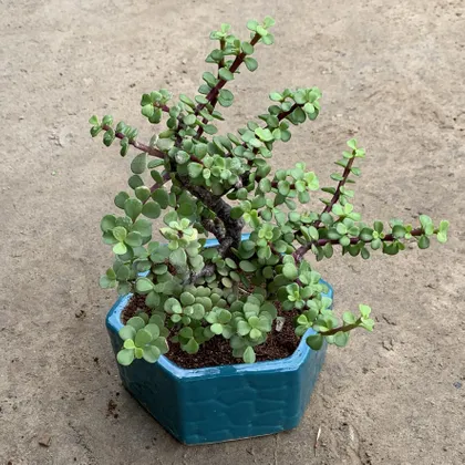 Buy Bushy Jade Bonsai in 8 Inch Hexagon Ceramic Planter (Any Colour) Online | Urvann.com