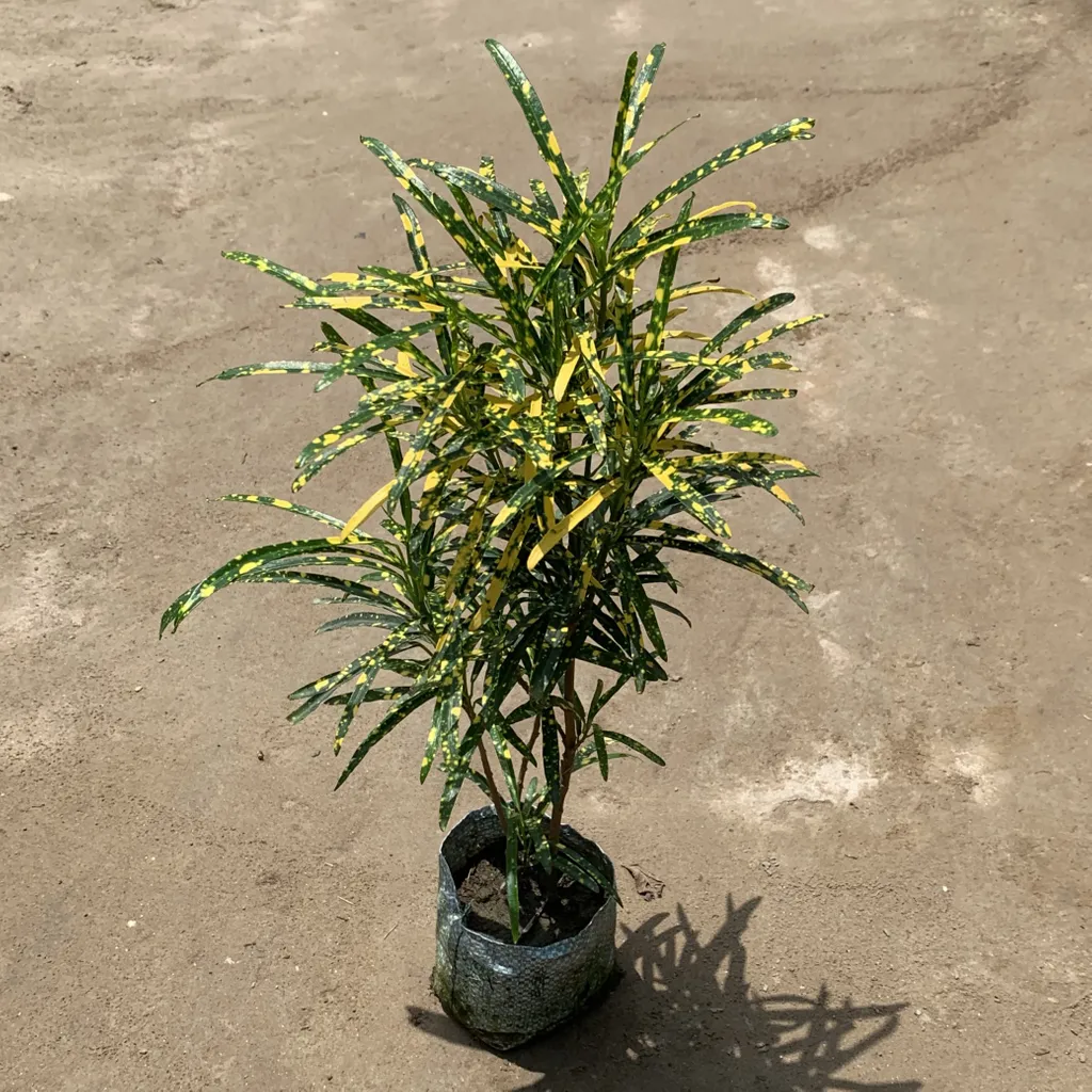 Chironji Croton in 4 Inch Nursery Bag