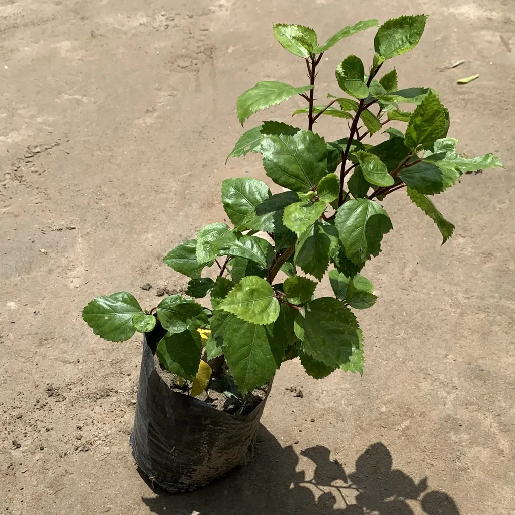 Hibiscus Desi (Any Colour) in 7 Inch Nursery Bag