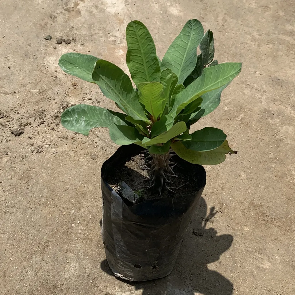 Euphorbia Milli (any colour) in 7 Inch Nursery Bag