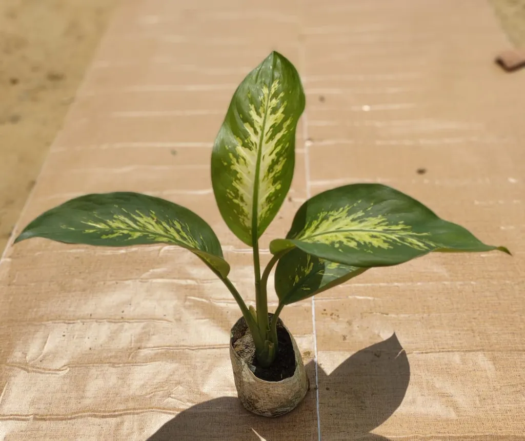 Dieffenbachia in 5 Inch Nursery Bag