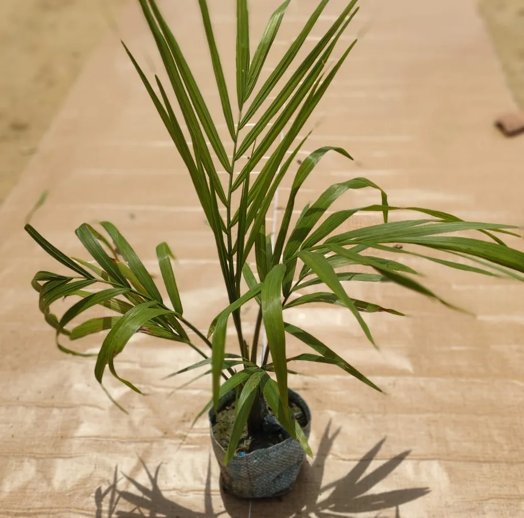 Ravina palm / Ravenea palm in 5 Inch Nursery Bag