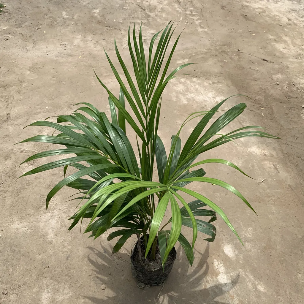 Dwarf Areca Palm in 6 Inch Nursery Bag
