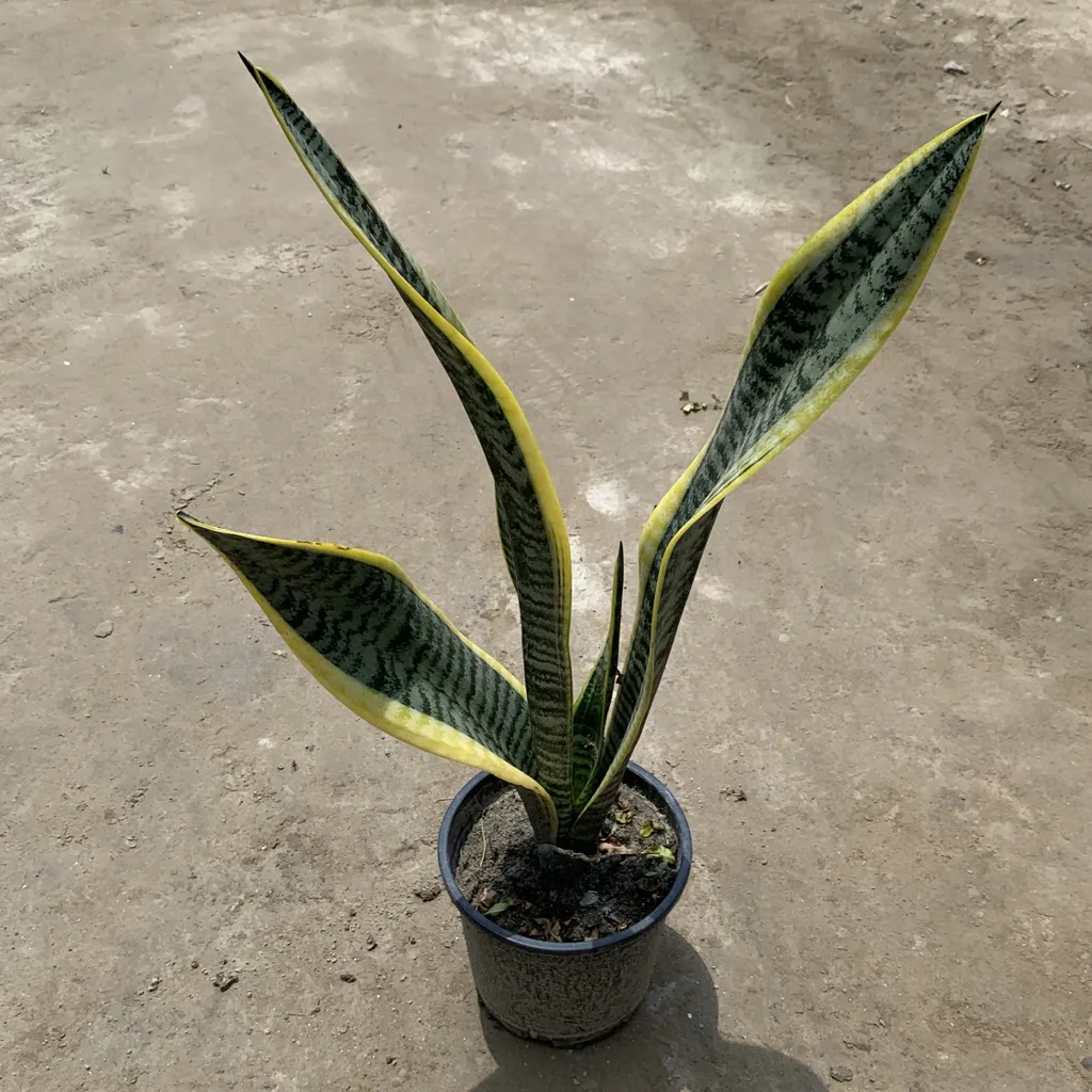 Yellow Snake Plant in 6 Inch Plastic Pot