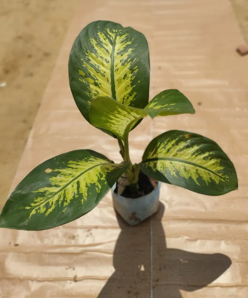 Dieffenbachia in 7 Inch Nursery Bag