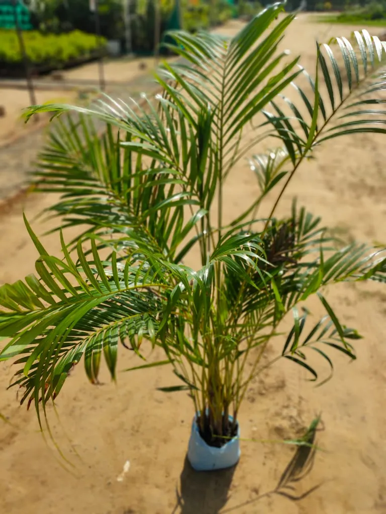 Areca Palm in 7 Inch Nursery Bag
