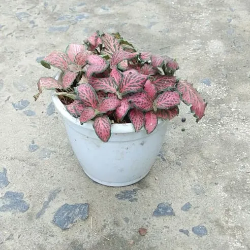 Red Fittonia in 4 Inch Plastic Pot