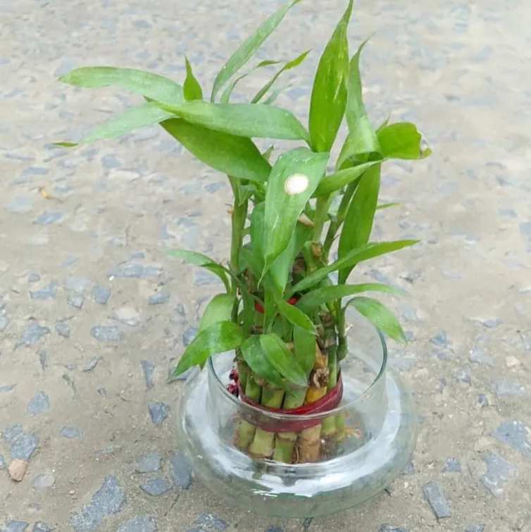 Lucky Bamboo (2 layer ) in glass pot