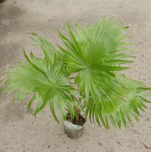 Livistona Palm in 6 Inch Nursery Bag