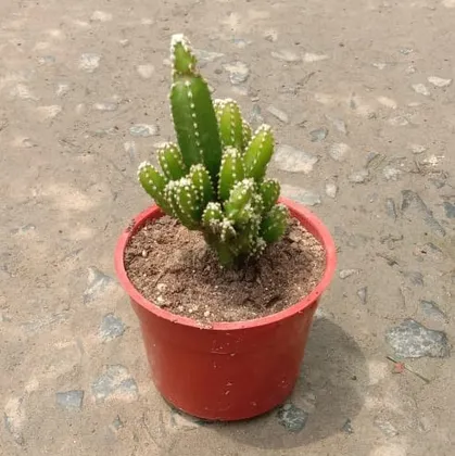 Buy Cereus Repandus Cactus in 1.5 Inch Plastic Pot Online | Urvann.com