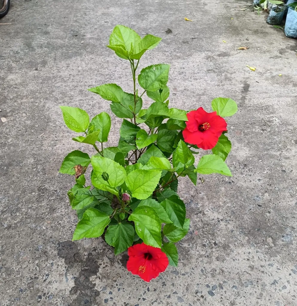 Hibiscus Red in 8 Inch Clay Pot