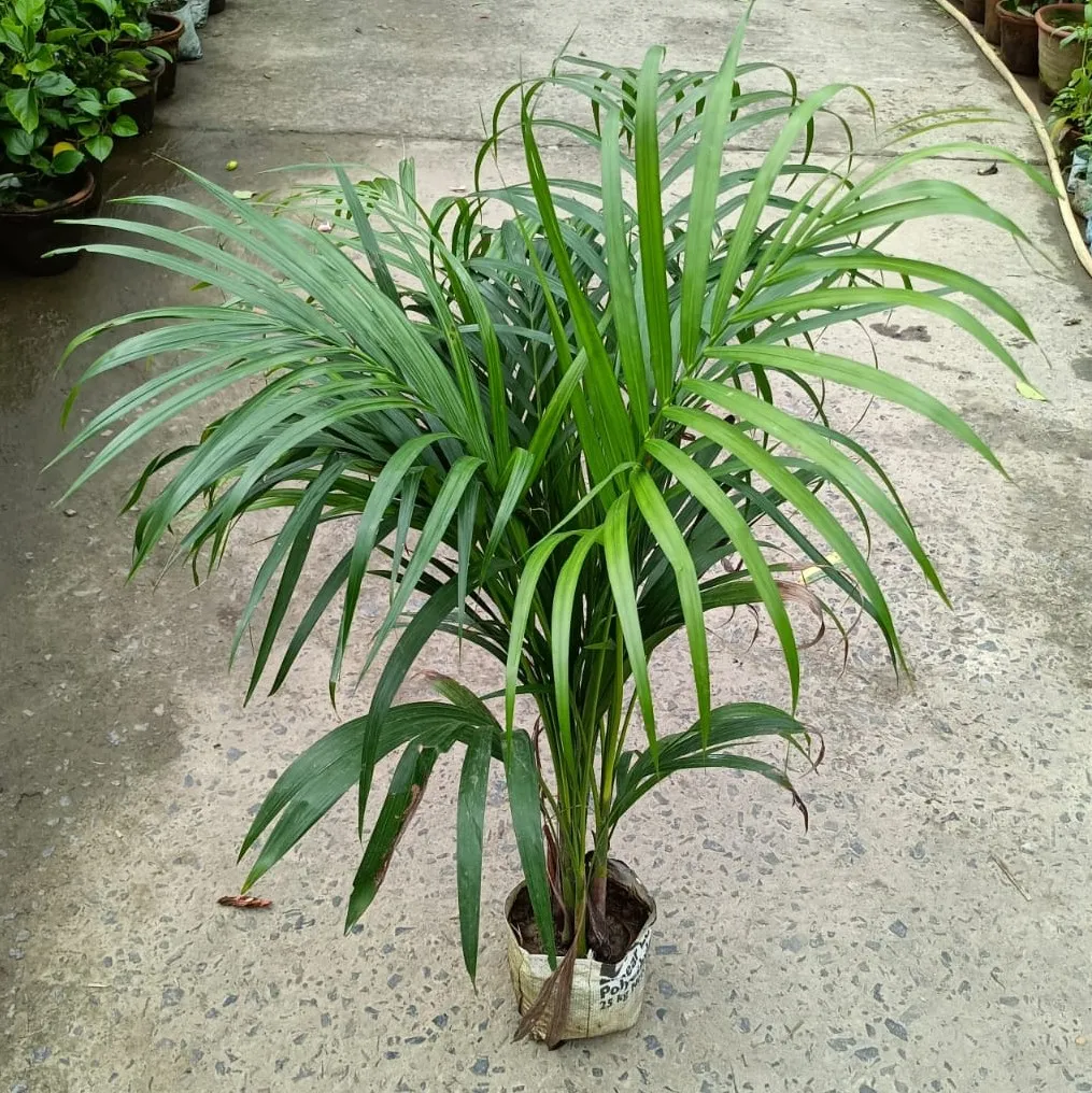 Areca Palm (~1.5 feet) in 6 Inch Plastic Pot