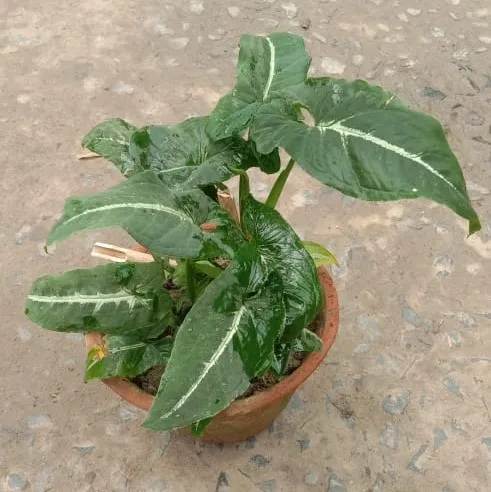 Syngonium in 5 Inch Clay Pot