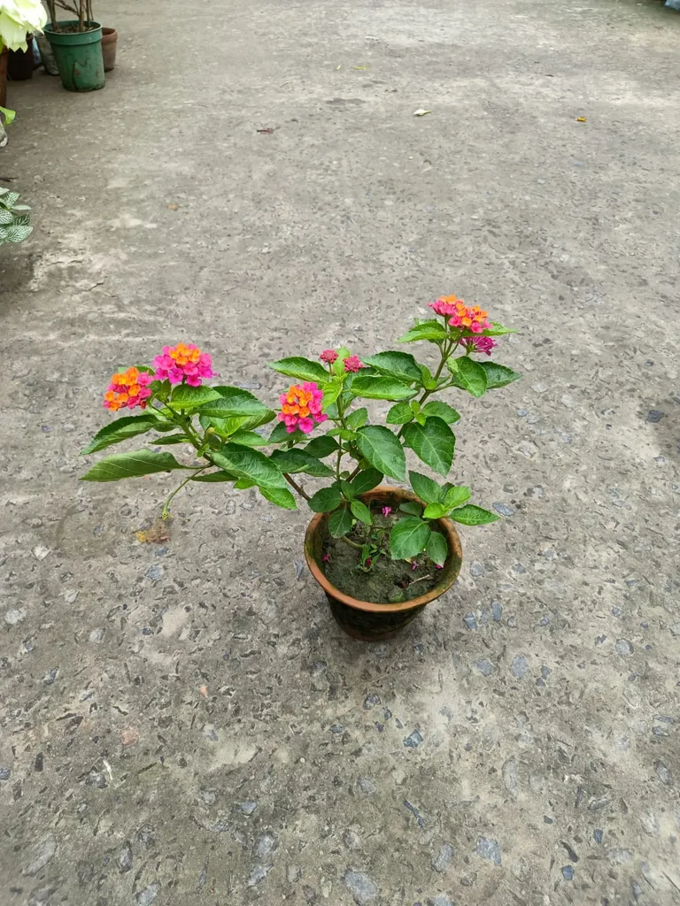Colourful Lantana (any colour) in 5 Inch Clay Pot