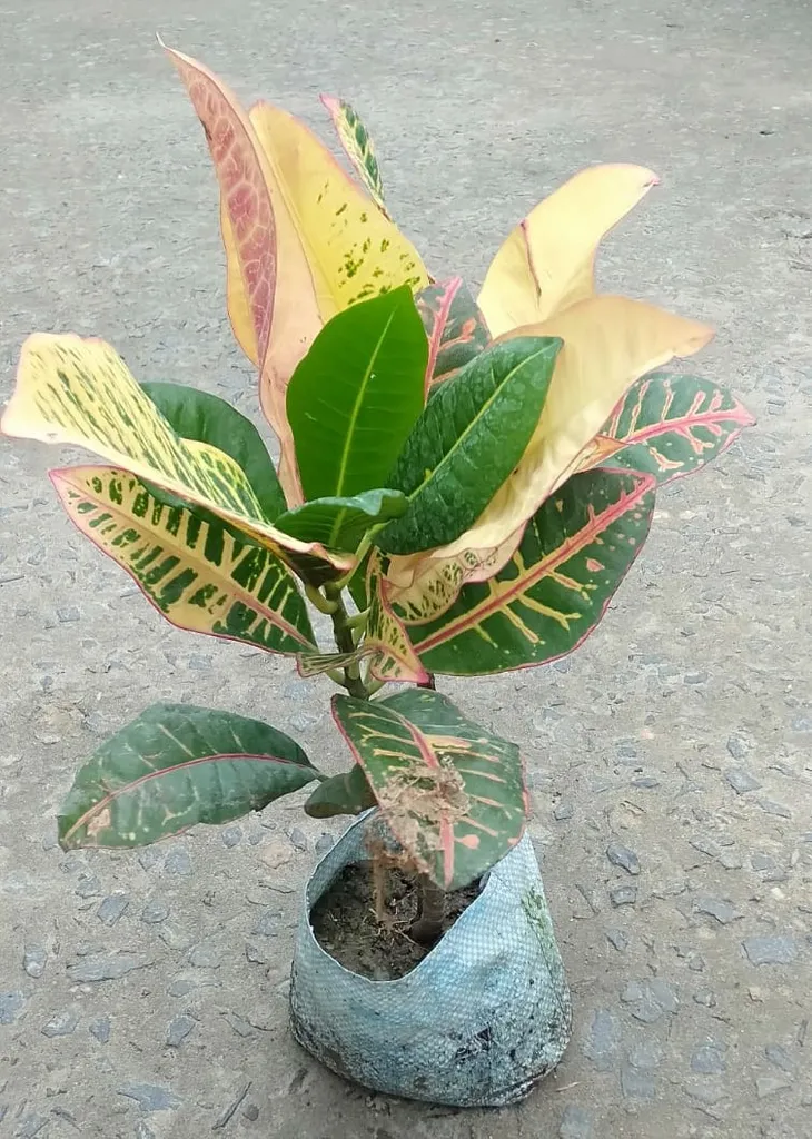 Bangalore Croton in 6 Inch Nursery Bag