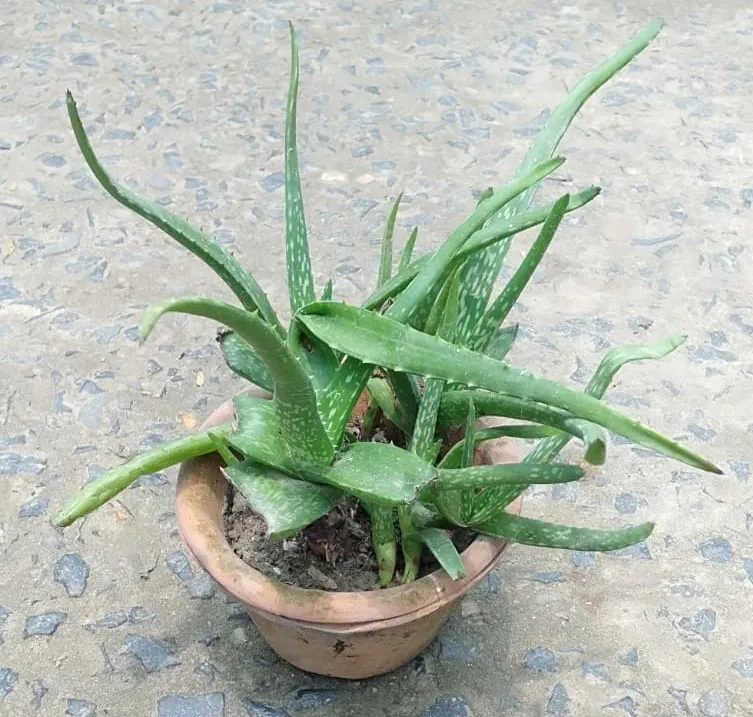 Aloe vera in 5 Inch Clay Pot