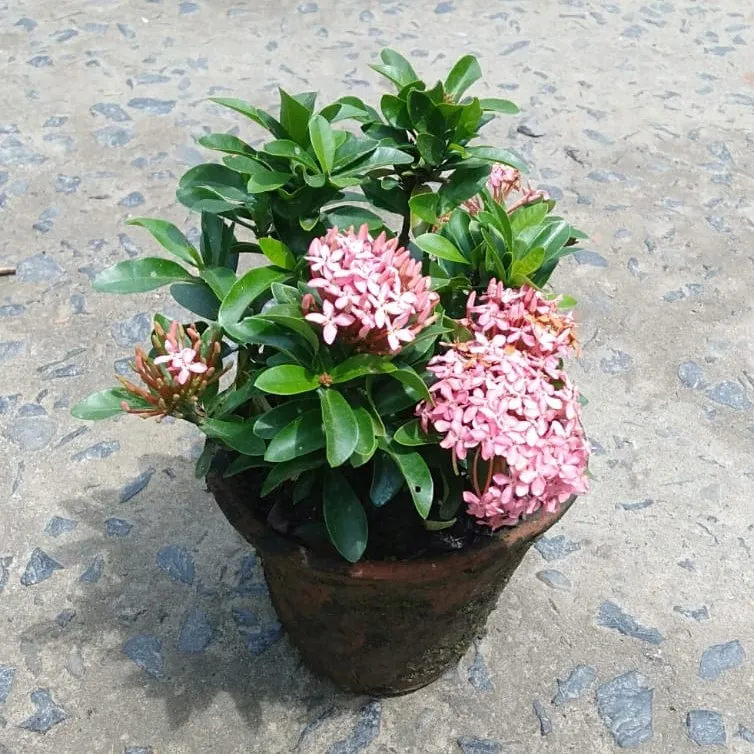Ixora Pink in 5 Inch Clay Pot