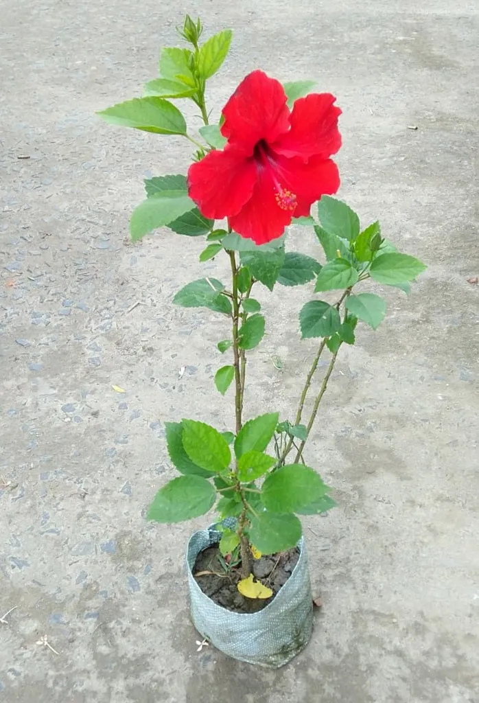 Hibiscus (any colour) in 5 Inch Nursery Bag