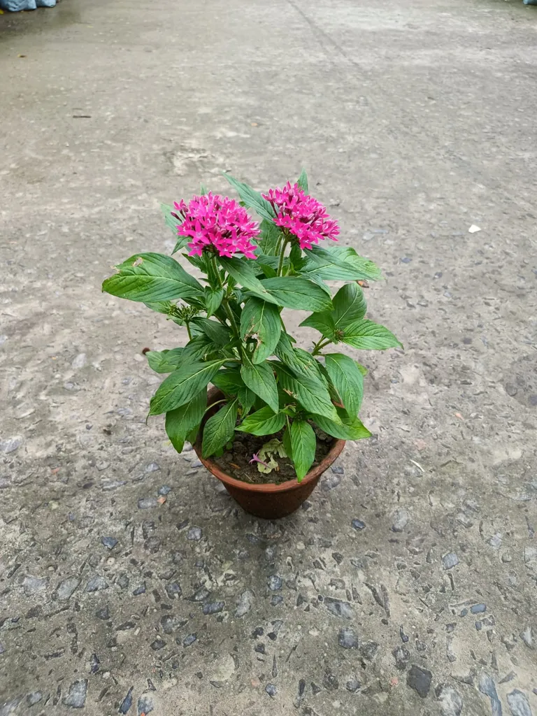 Pentas (any colour) in 5 Inch Clay Pot