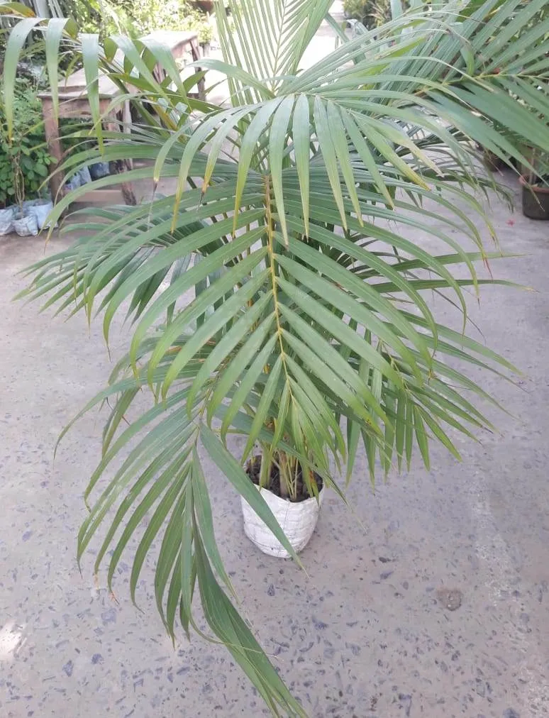 Areca Palm in 8 Inch Nursery Bag