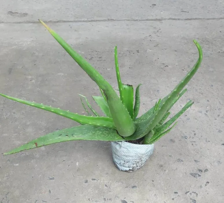 Aloe vera in 6 Inch Nursery Bag