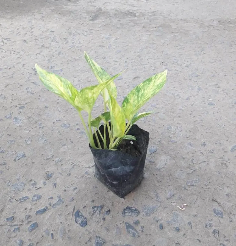 Money Plant Marble in 3 Inch Nursery Bag