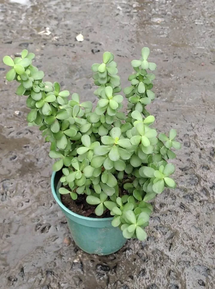 Jade plant in 6 Inch Plastic Pot