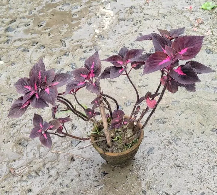 Coleus (Any Colour) in 4 Inch Clay Pot