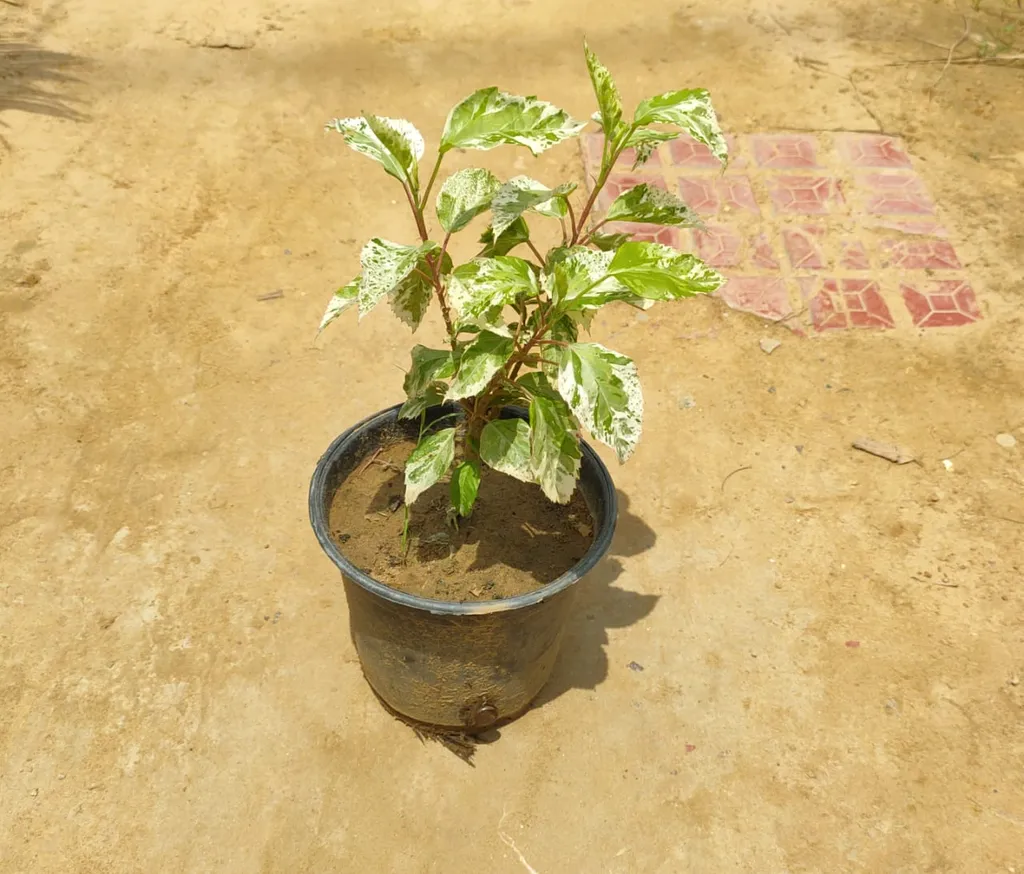 Hibiscus Variegated (any colour) in 6 Inch Plastic Pot