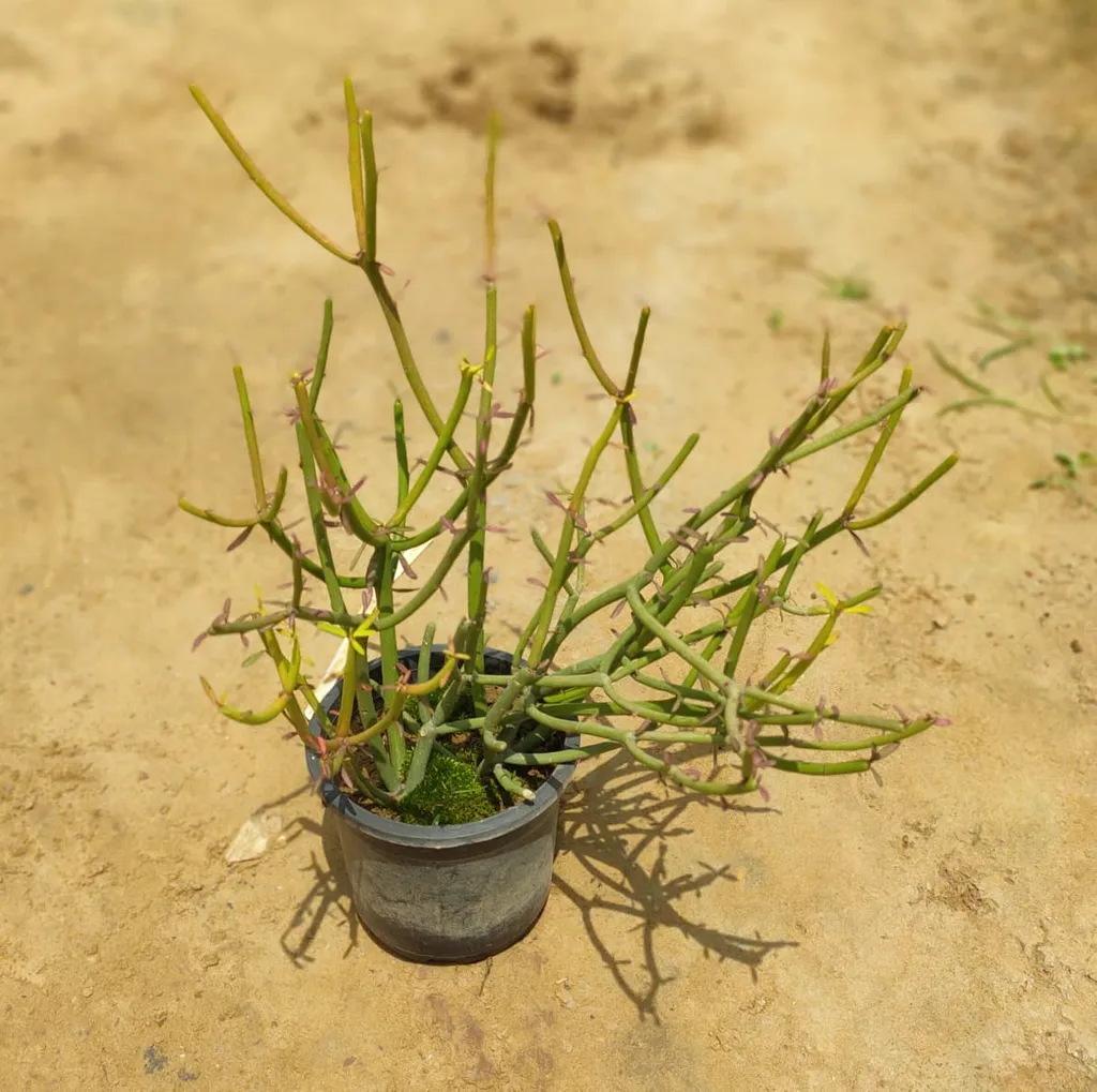 Pencil Cactus in 5 Inch Plastic Pot