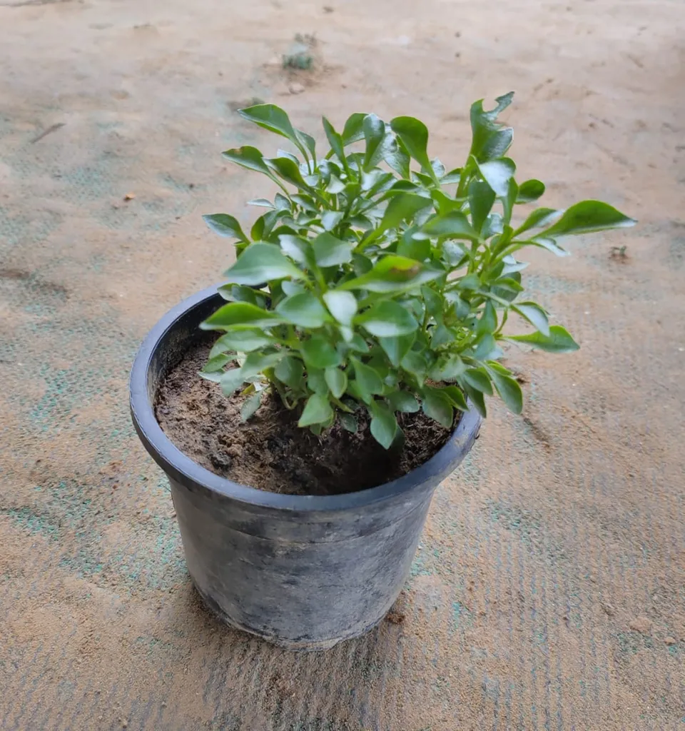 Alternanthera Green in 4 Inch Plastic Pot