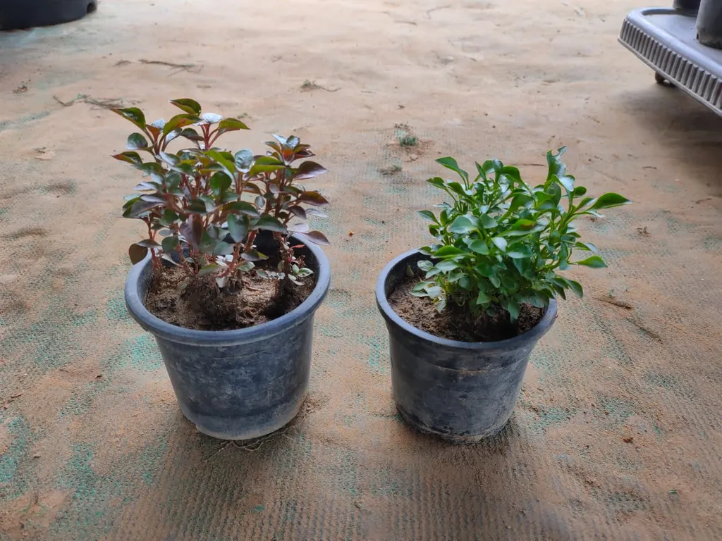 Set of 2 Alternanthera (Red ,Green) in 4 Inch Plastic Pot