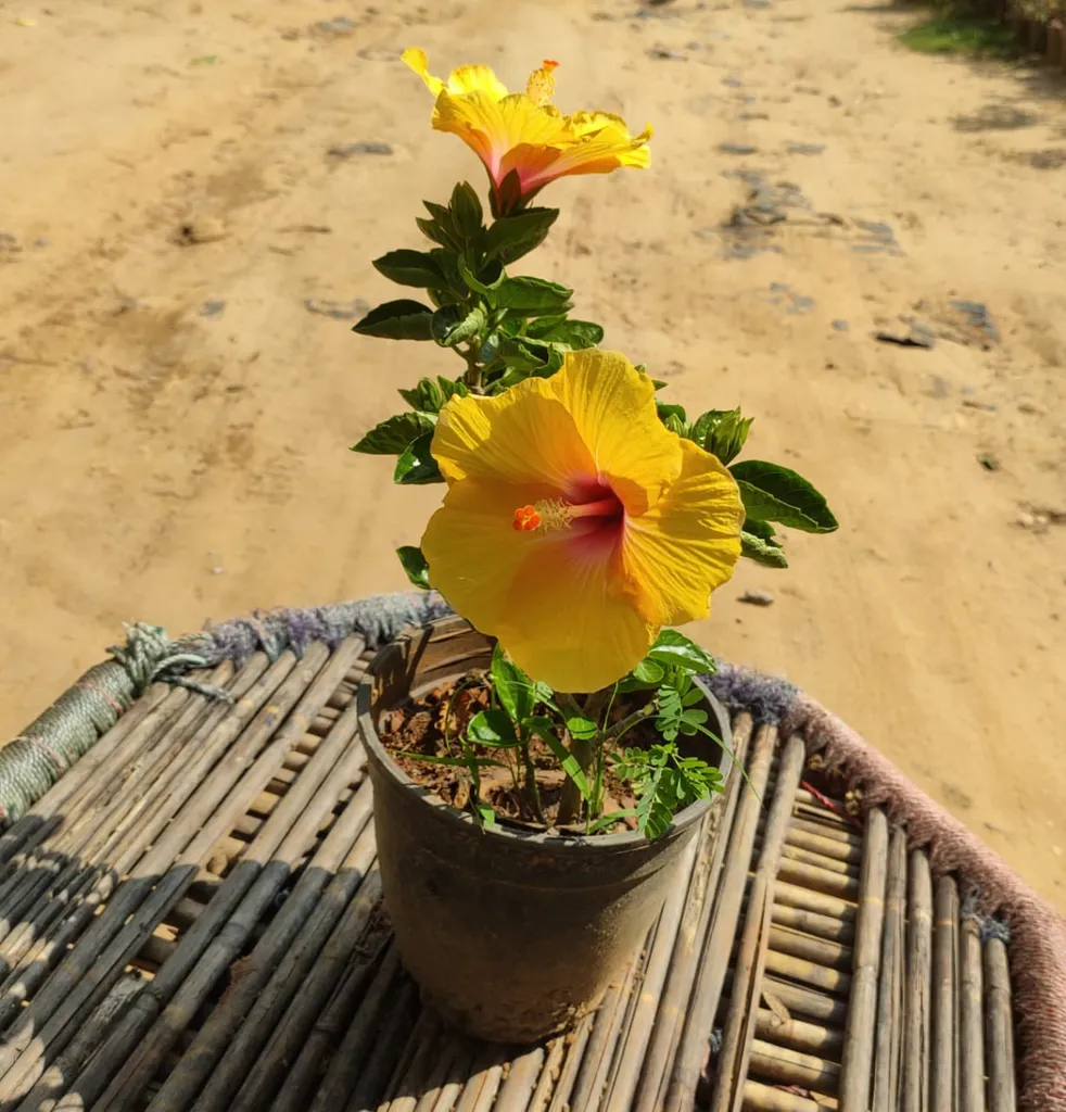 Hibiscus Yellow in 6 Inch Plastic Pot