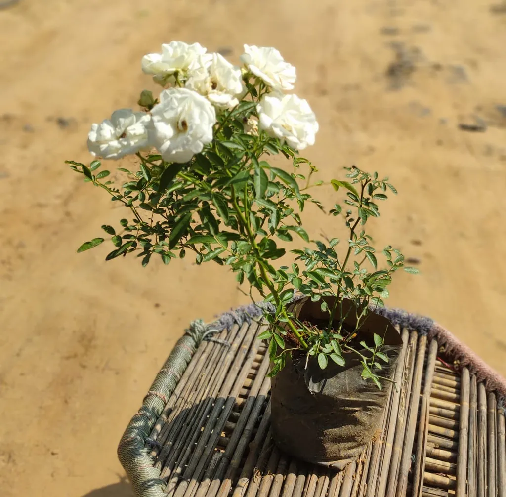 Kashmir White Rose in 10 Inch Nursery Bag