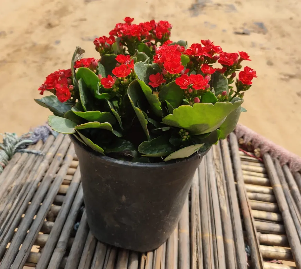 Kalanchoe Red in 6 Inch Plastic Pot