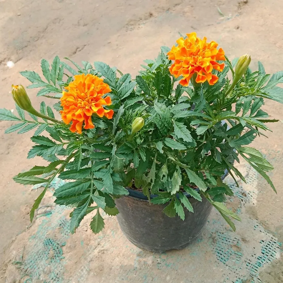 Marigold Jafri 5 in Inch Plastic Pot (any colour)