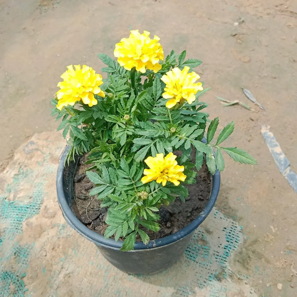 Marigold Jafri in 5 Inch Plastic Pot (any colour)