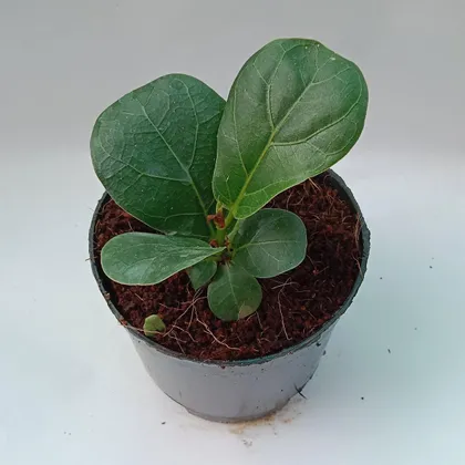 Buy Lyrata Fig in 4 Inch Plastic Pot Online | Urvann.com