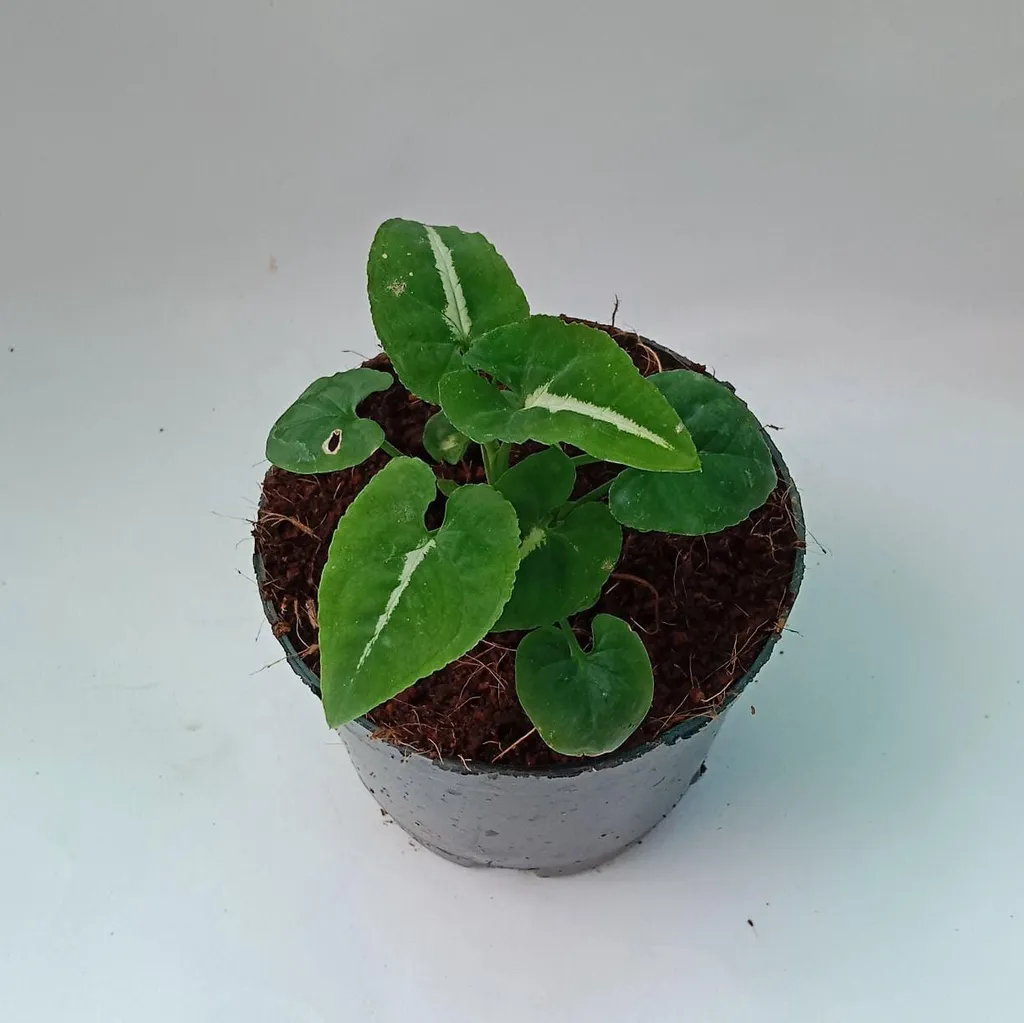 Baby Syngonium wendlandii in 4 Inch Plastic Pot