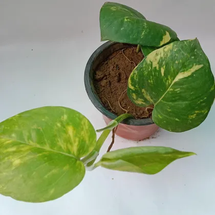Buy Money Plant in 4 Inch Plastic Pot Online | Urvann.com