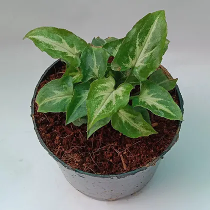 Buy Syngonium podophyllum / Arrowhead Plant in 4 Inch Plastic Pot Online | Urvann.com