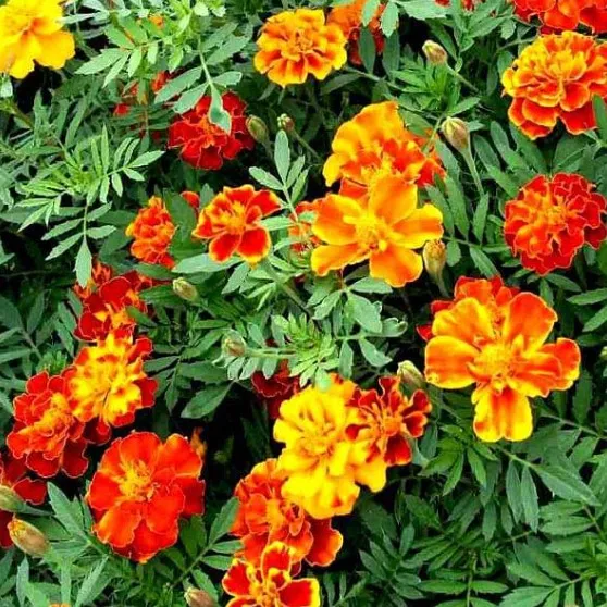 Marigold French Seeds - Excellent Germination