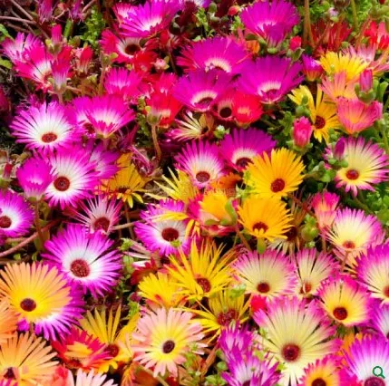 Ice Plant Seeds - Excellent Germination