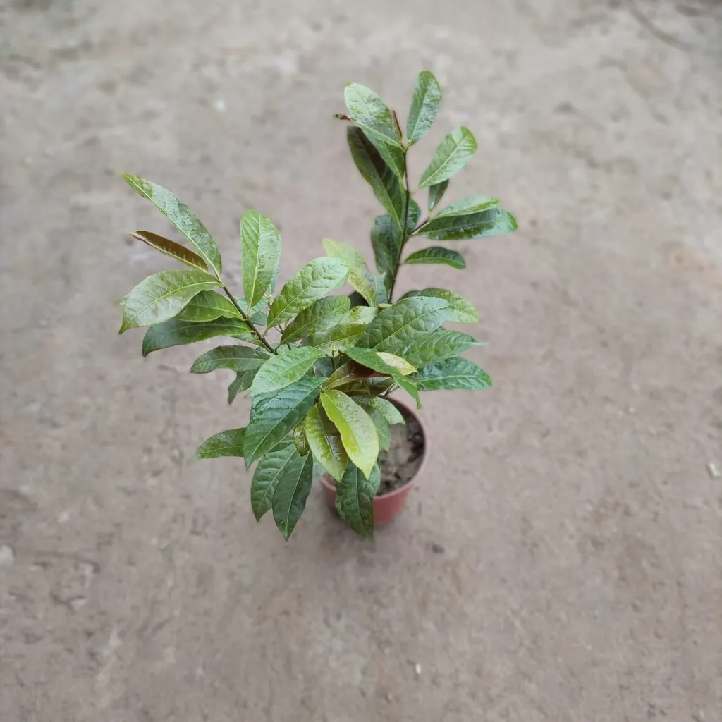 Excoecaria Bicolour - Laila Majnu Plant in 5 Inch Plastic Pot