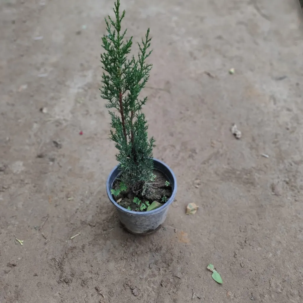Pencil Pine in 6 Inch Plastic Pot