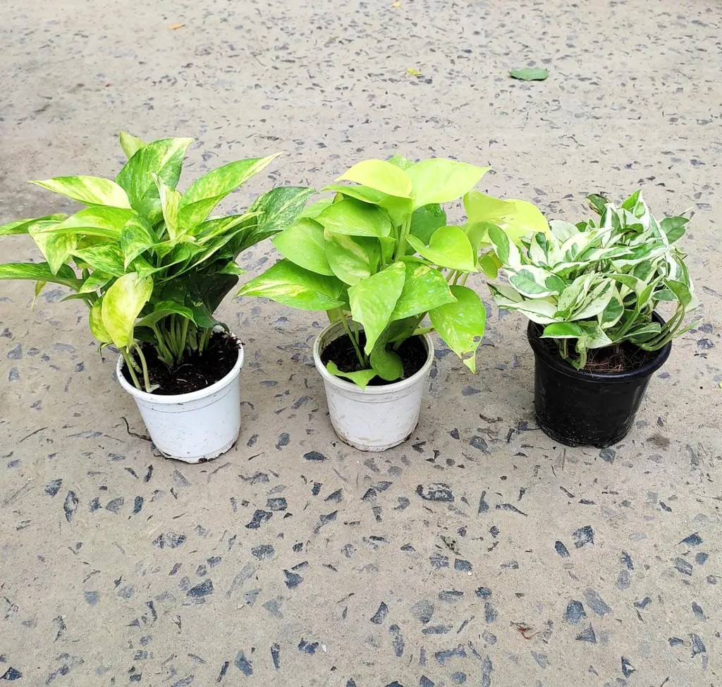 Set of 3 Money Plant (Money plant & Golden Money Plant & N'joy Money Plant) in 3 Inch plastic pot